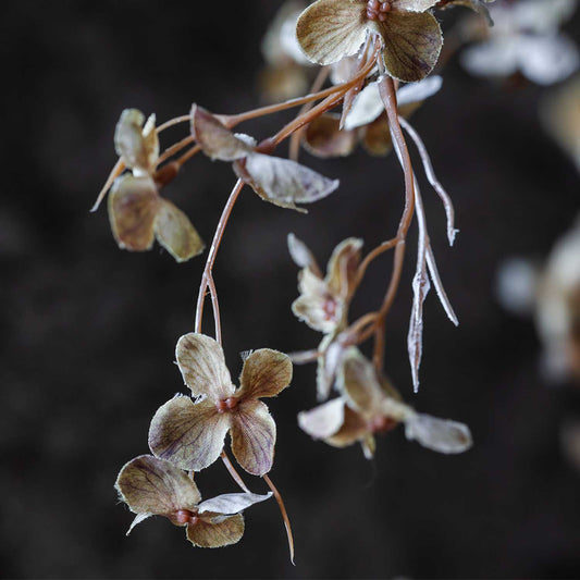 ARTIFICIAL HIBERNAL BLOSSOM, SOFT BLUSH - *Pre-order* Shipping Mid July