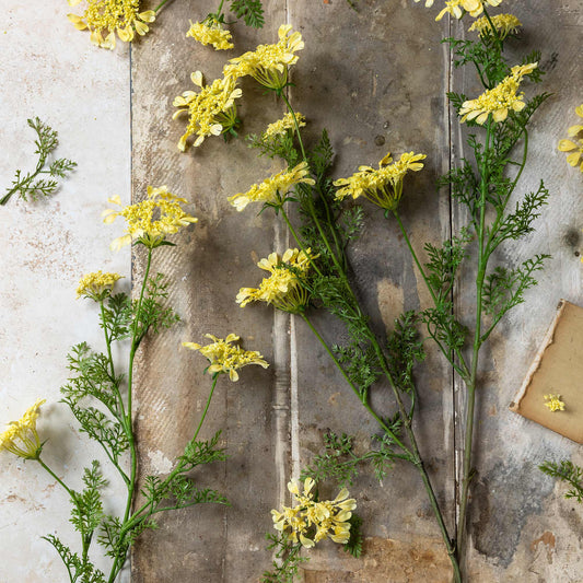 ARTIFICIAL WILD DILL