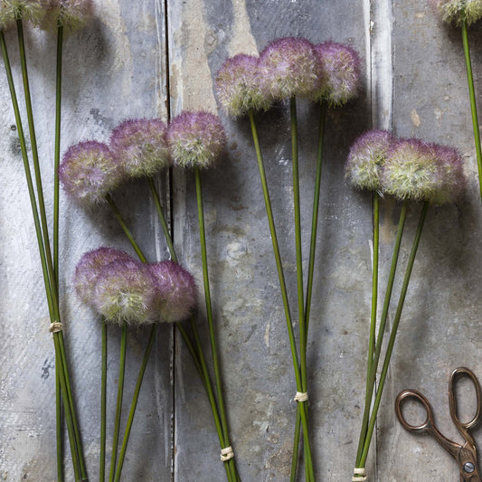 ARTIFICIAL ALLIUM, SUNSET