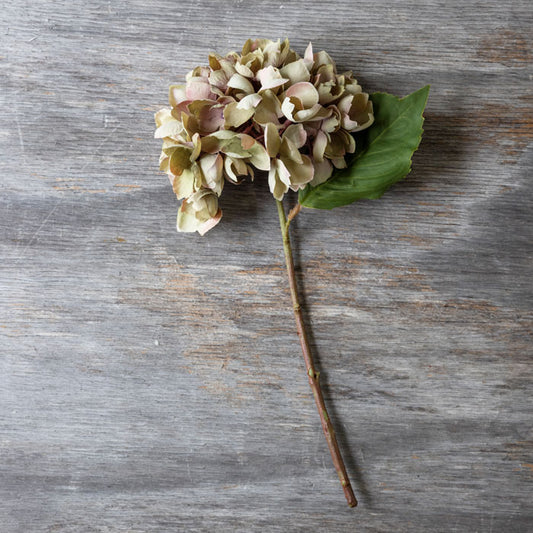 HYDRANGEA DUSK