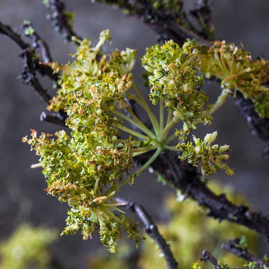 ARTIFICIAL MOSS BRANCH - *Pre-order* Shipping Mid August