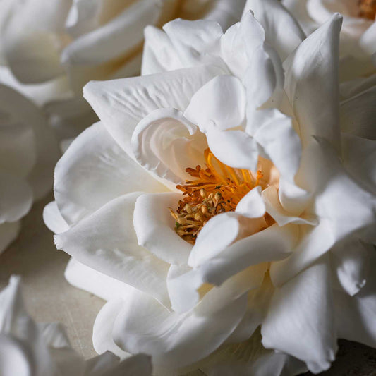 ARTIFICIAL WINTER ROSE - *Pre-order* Shipping Mid August