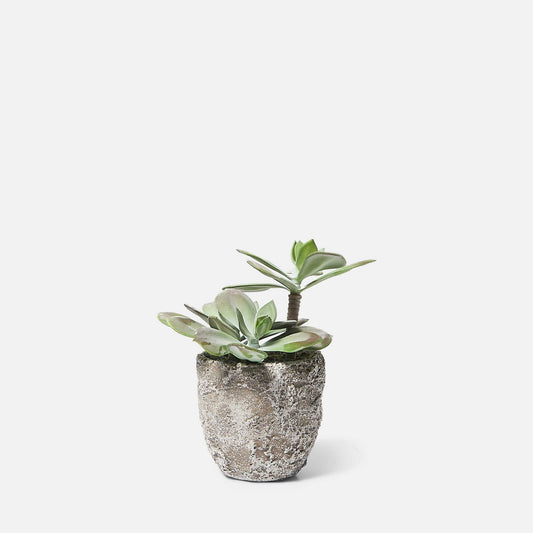 ECHEVERIA GRUS
