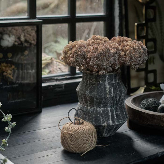 SEDUM CLOUD