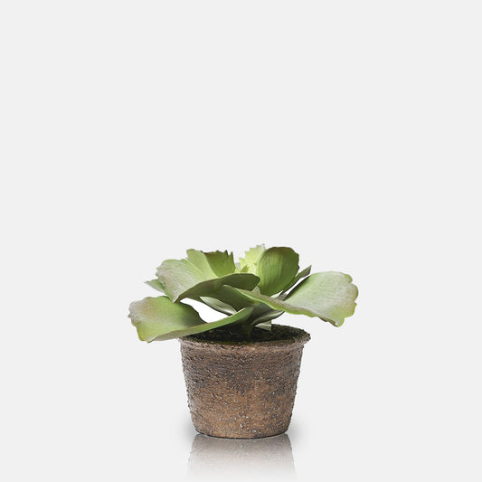 ECHEVERIA CRINOLINE