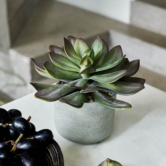 ECHEVERIA GREEN PRINCE