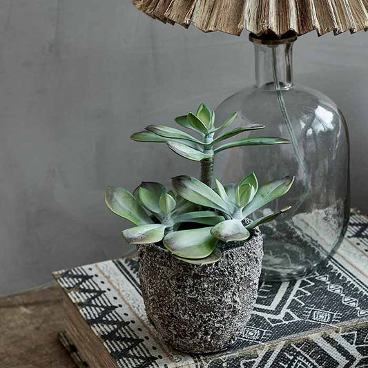 ECHEVERIA GRUS