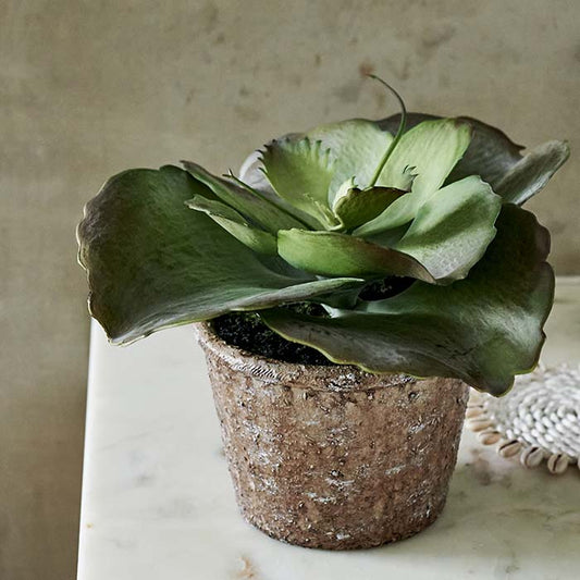 ECHEVERIA CRINOLINE